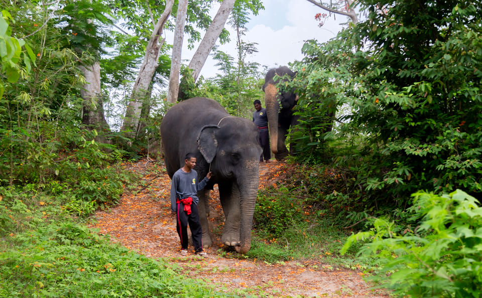 Phuket: Ethical Elephant Sanctuary Tour, Walk, and Lunch