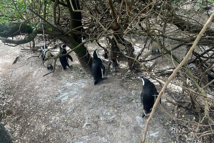 Full-Day Cape of Good Hope and Table Mountain with Penguins Tour