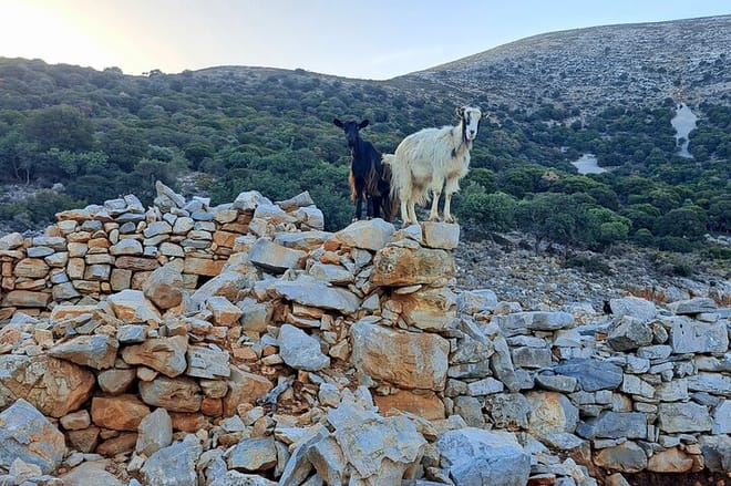 Shore Excursion Heraklion Port to Knossos Lasithi and Olive Mill 4