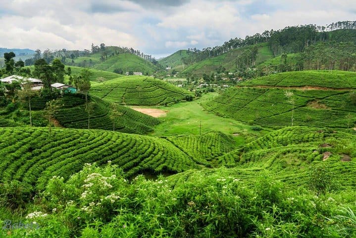 3 Days Tour to Kandy, Nuwara Eliya & Sigiriya