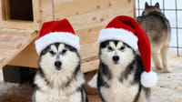 Husky Farm Visit & Sled Ride Experience 2