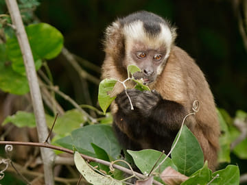 Pmal-02 : Jungle Adventure Unleashed – 3 Days Sandoval Tour