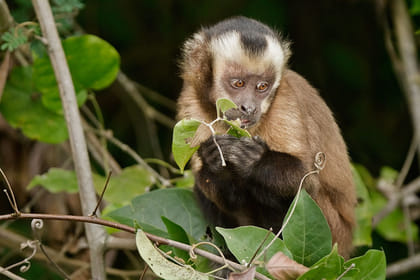 Pmal-03 : In-Depth Amazon Experience – 4 Days inside Rainforest