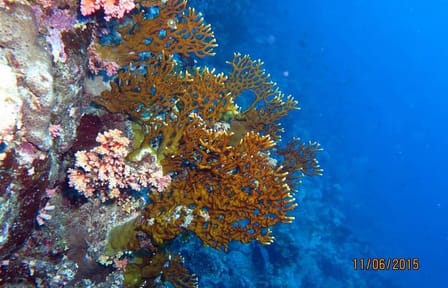 Semi-Submarine Tour of Red Sea Marine Life in Hurghada