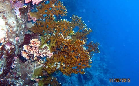 Semi-Submarine Tour of Red Sea Marine Life in Hurghada