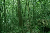 From Colombo: Sinharaja Trekking Day Tour 3