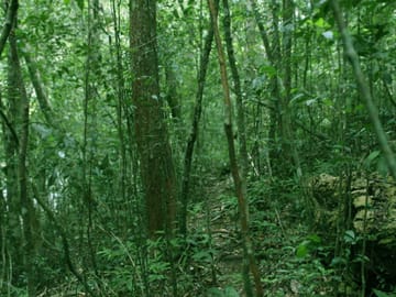Sinharaja Rainforest Trekking Day Tour from Colombo