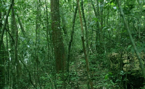 Sinharaja Rainforest Trekking Day Tour from Colombo