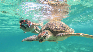 From Riviera: Tulum, Mariposa Cenote & Swim with turtles in Akumal