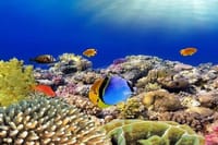 Snorkeling Sea Trip &amp; Diving Adventure with Lunch - Marsa Alam