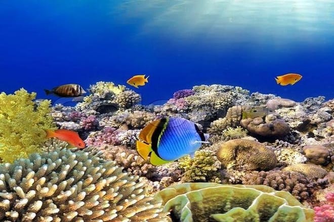 Snorkeling Sea Trip &amp; Diving Adventure with Lunch - Marsa Alam
