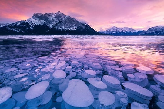 Ice Bubbles at Abraham Lake/Sunwapta Falls