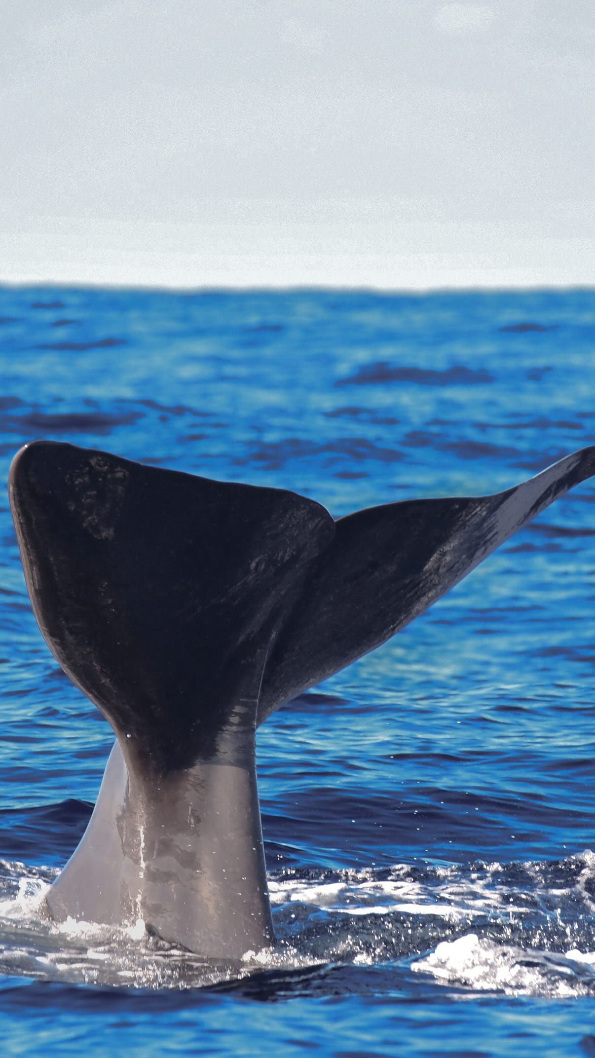 whale dolphins watching tour madeira funchal