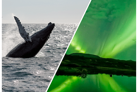 Whale Watching & Northern Lights Cruise Adventure from Reykjavik