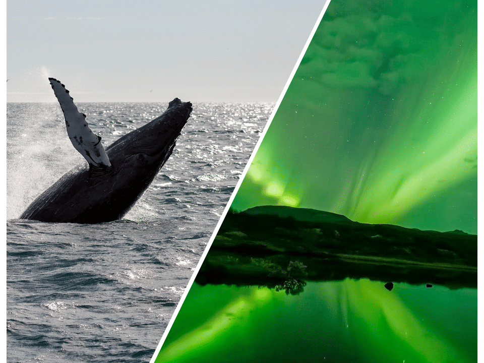 Whale Watching & Northern lights Combo Cruise from Reykjavik — Reykjavik Sailors