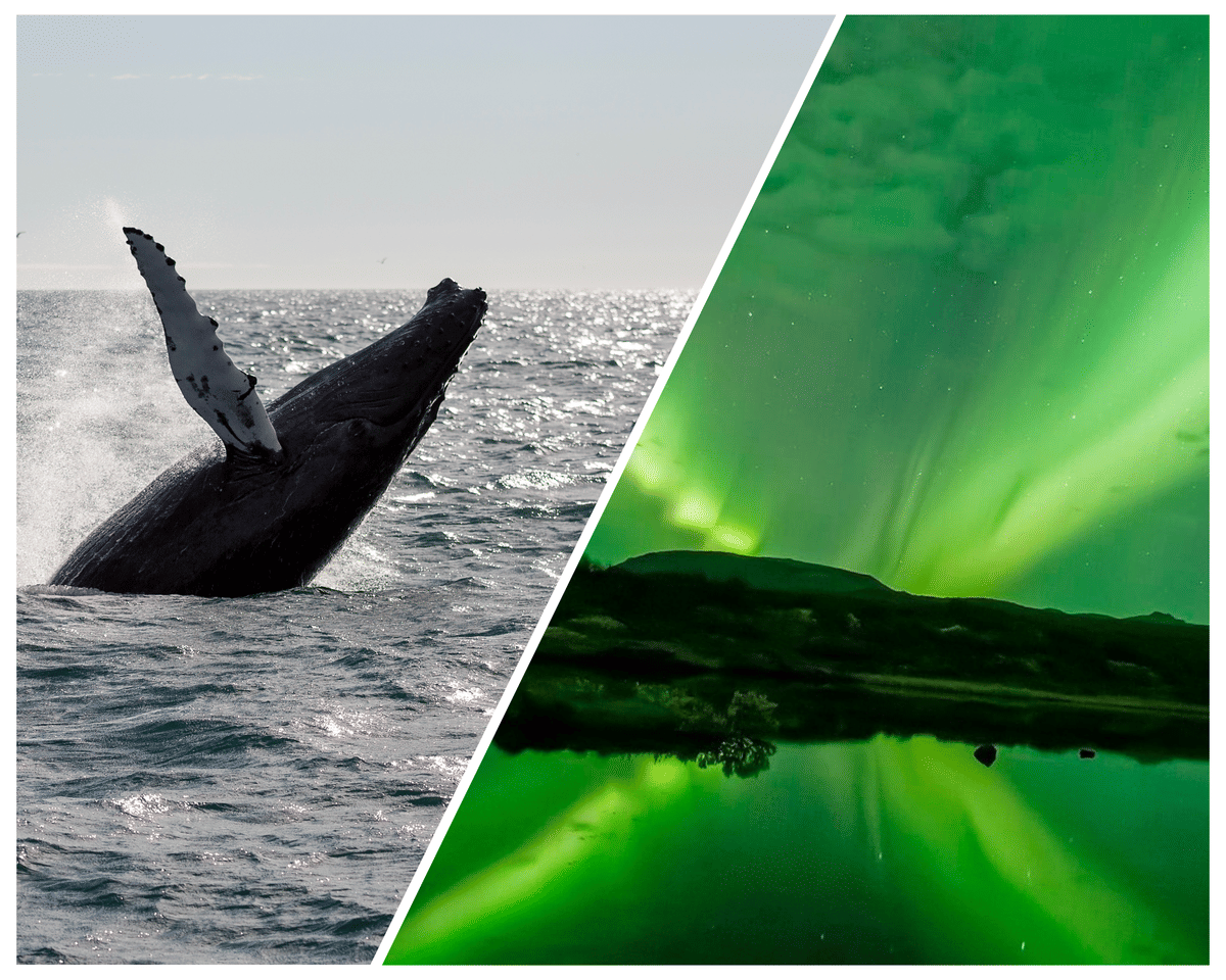 Experience an unforgettable Northern Lights and whale watching combo tour from Reykjavík Harbour, Iceland. Search for humpback whales, minke