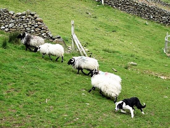 Visit a working sheep farm with sheepdog demo. Galway. Guided. 8
