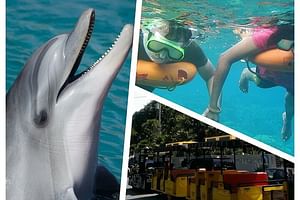 Dolphin Morning Watching & Snorkeling + open bar + 1 day Hop-On Hop-Off Fun