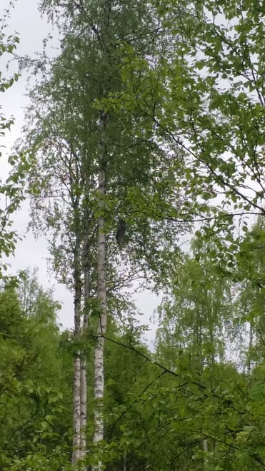 Bird Watching, Nature and Wildlife	 9
