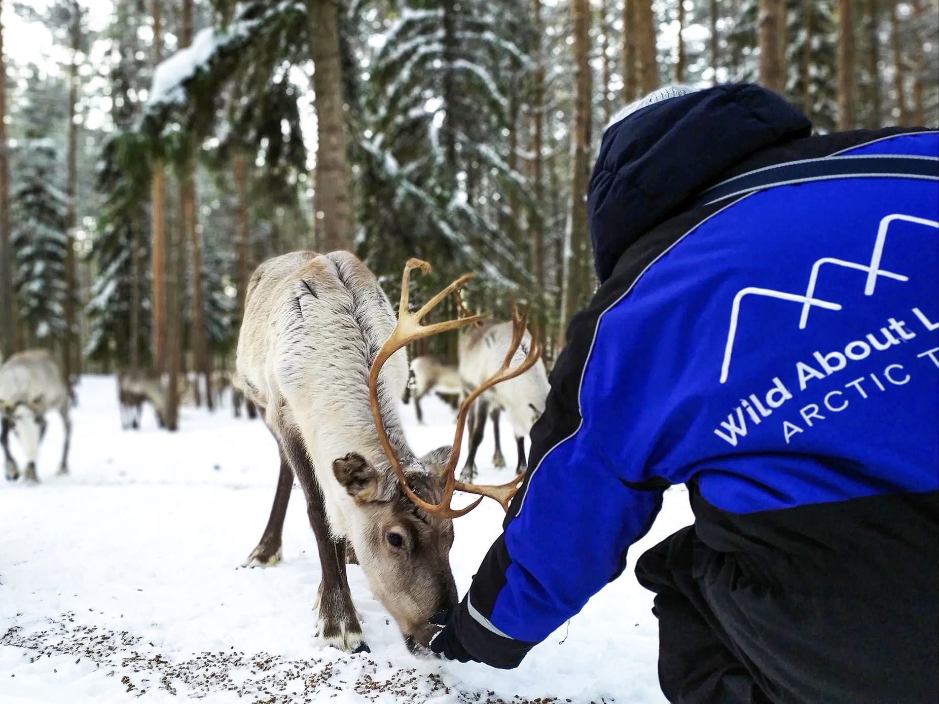 Feeding the reindeer at one of the most traditional farms in Lapland