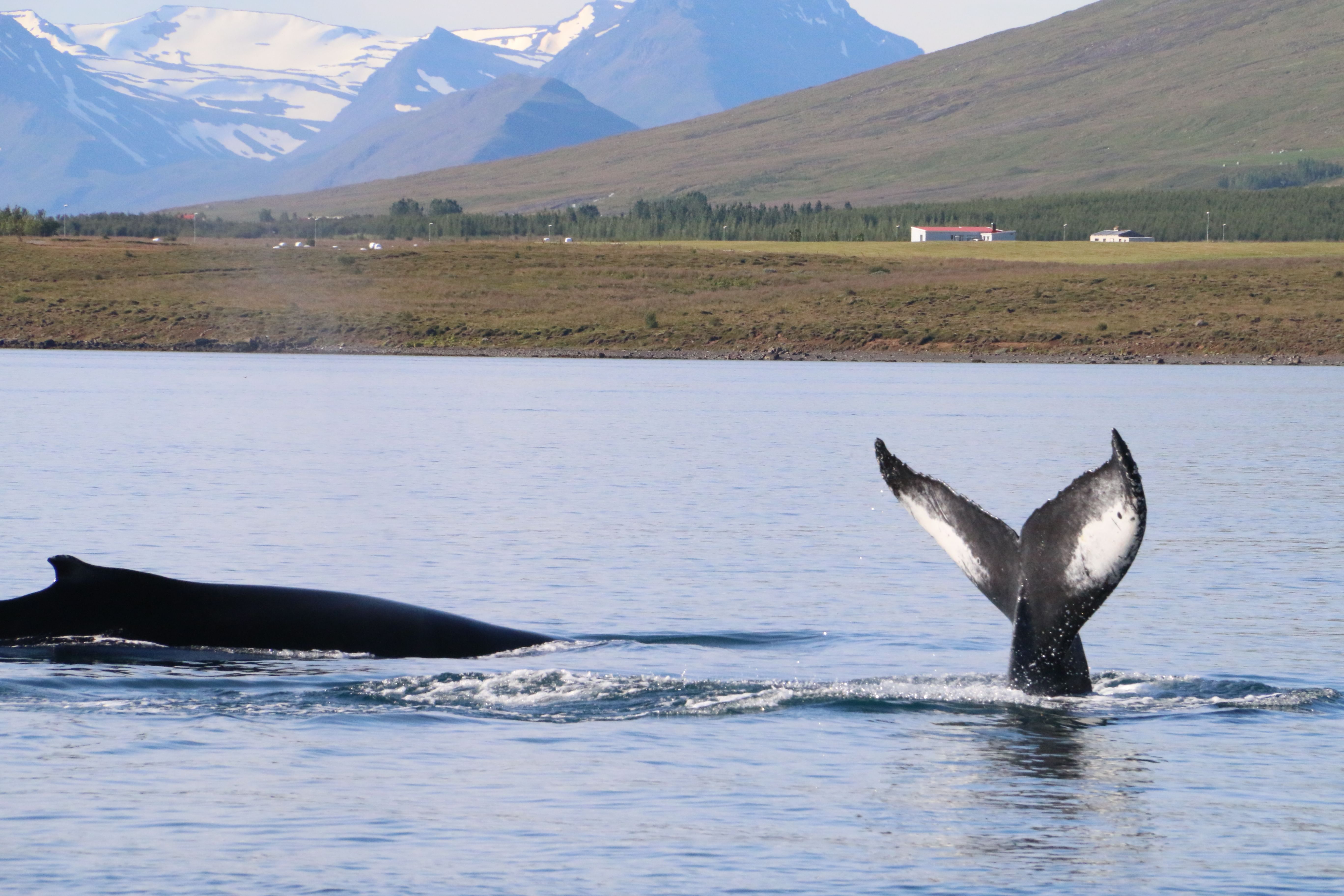 Whale emerging from water during arctic adventures 6 day tour