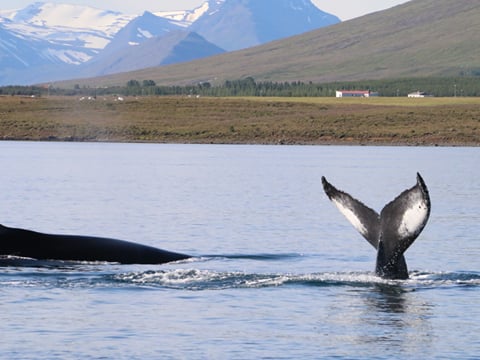 Whale emerging from water during arctic adventures 6 day tour