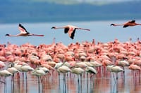 Flamingos at Lake Nakuru