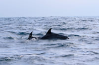 Private Full Day  Scuba Diving and Wine Tour From Santiago 4