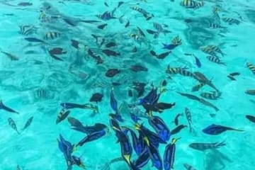 Zanzibar Jozani Forest, Kuza Cave and Blue Lagoon with Starfishes