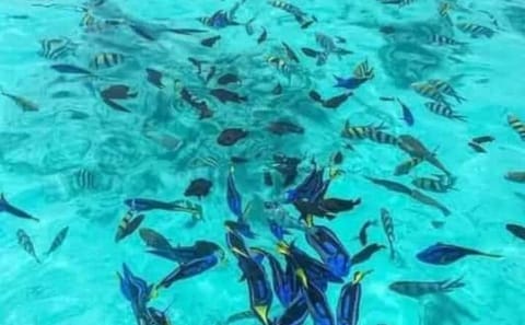 Jozani Forest and Kuza Cave Tour in Zanzibar's Nature Spots