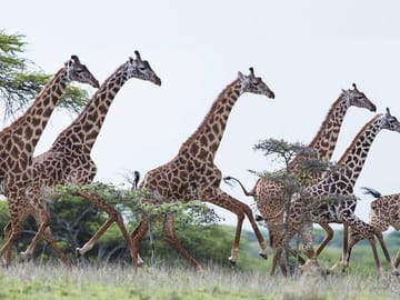 Guided Day Tour of Ol Pejeta Conservancy from Nairobi