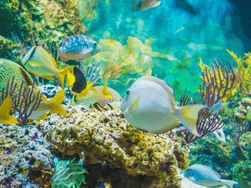 Snorkeling Adventure at Sharm El Naga Bay from Hurghada