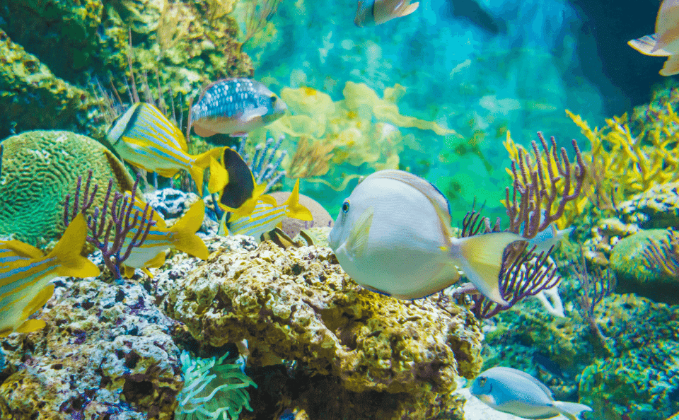 Snorkeling Adventure at Sharm El Naga Bay from Hurghada