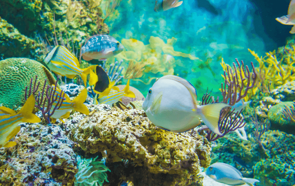 Snorkeling Adventure at Sharm El Naga Bay from Hurghada