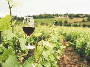 Robola Wine Harvest Tour in Valsamata, Greece