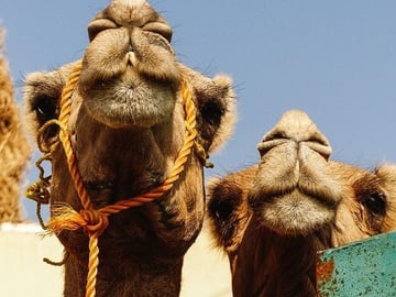 Private Tour: Birqash Camel Market Authentic Cairo Experienc