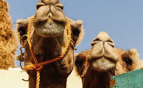 Private Tour: Birqash Camel Market Authentic Cairo Experienc