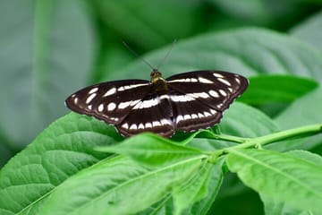Private Tour of Godawari Botanical Garden Including Lunch