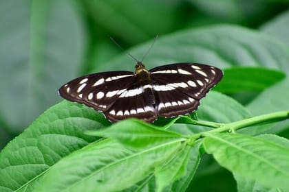 Private Tour of Godawari Botanical Garden Including Lunch