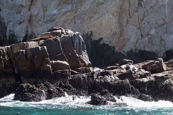 SEALS!