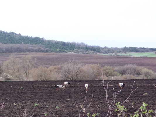 Private Birdwatching at 3 Unique Spots from Sofia