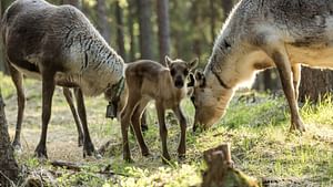 Reindeer Summer Farm Visit at a 200-Year-Old Farm