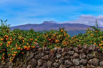 Cruise Layover : Private Jeju Highlight Tour