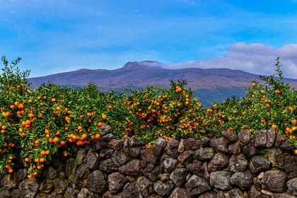 Cruise Layover : Private Jeju Highlight Tour