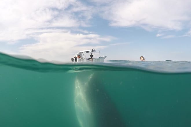 Sea of Cortez Combo: Whale Sharks, Sea Lions & Balandra Beach photo 5