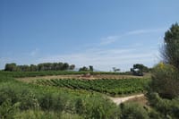 Penedes Landscape