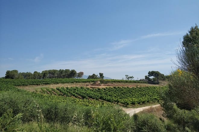 Penedes Landscape