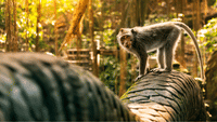 Ubud Scenic Tour with Jungle Swing 9