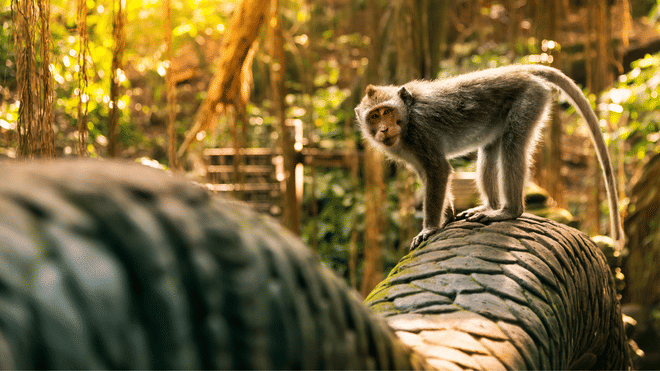 Ubud Scenic Tour with Jungle Swing 9