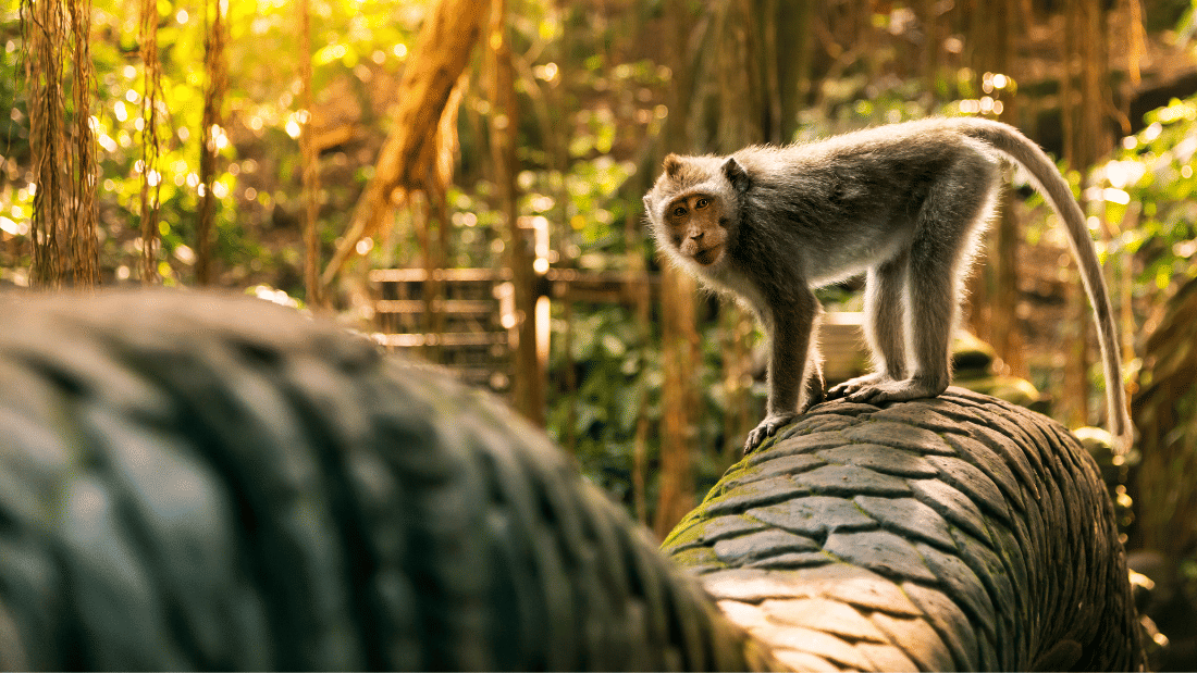 Ubud Scenic Tour with Jungle Swing 9
